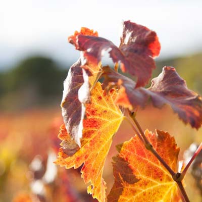 Vine leaves in Autumn